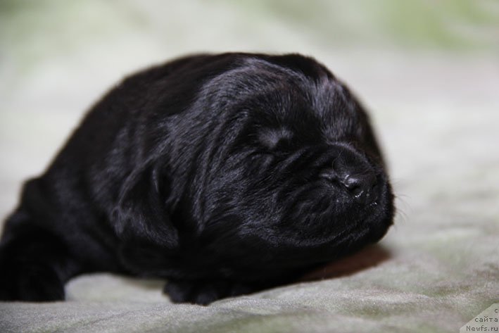 Фотография № 216309