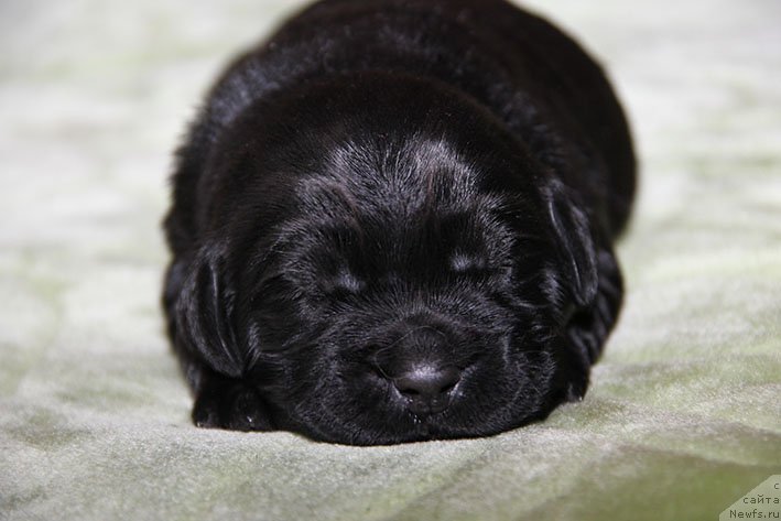 Фотография № 216310