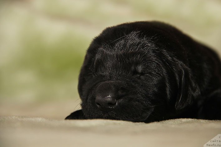 Фотография № 216312