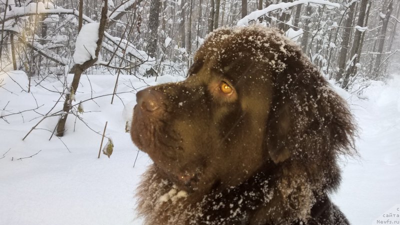 Фото: ньюфаундленд Браунблад МСК Жанара Хайя (Brownblood MSK Zhanara Haya)