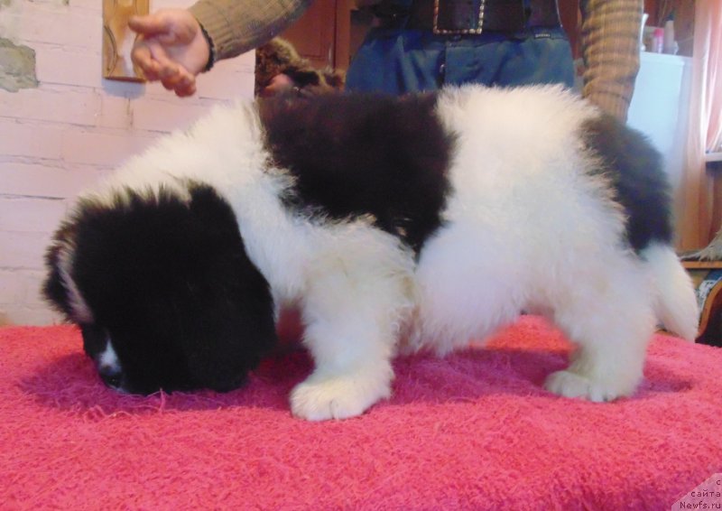 Фото: ньюфаундленд Вилмаринен от Карельских Медведей