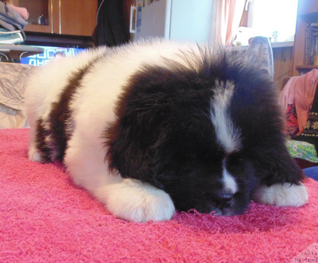 Фото: ньюфаундленд Вилмаринен от Карельских Медведей