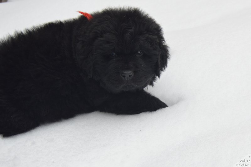Фото: ньюфаундленд Черный Балу Ландграфт