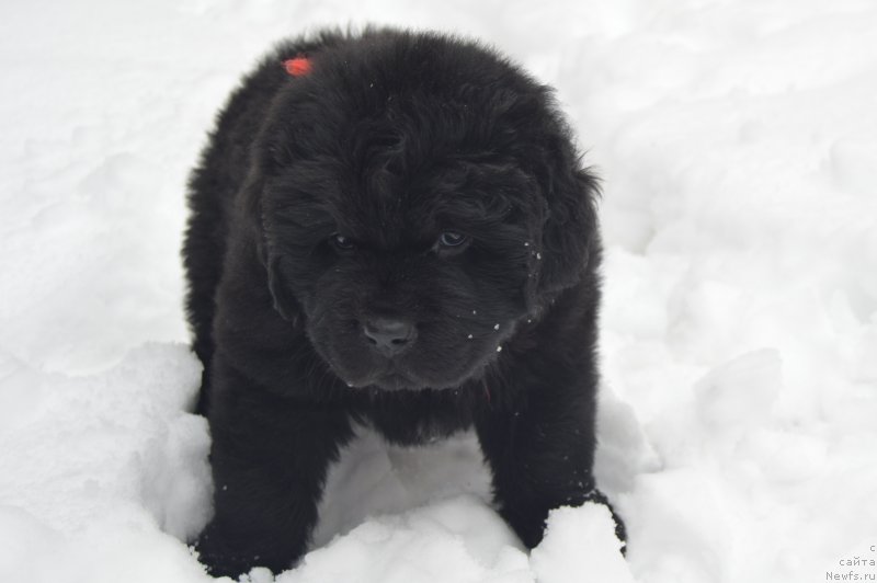 Фото: ньюфаундленд Черный Балу Ландграфт