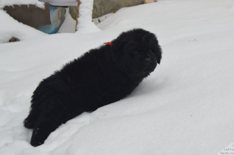 Фото: ньюфаундленд Черный Балу Ландграфт