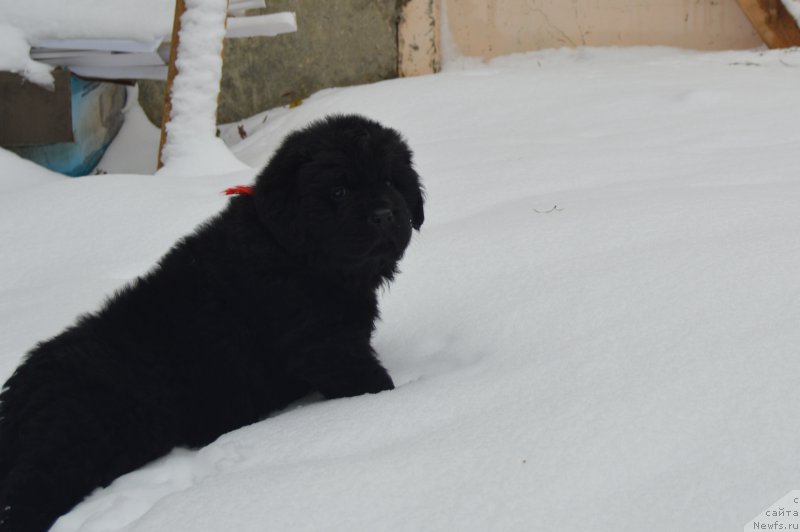 Фото: ньюфаундленд Черный Балу Ландграфт