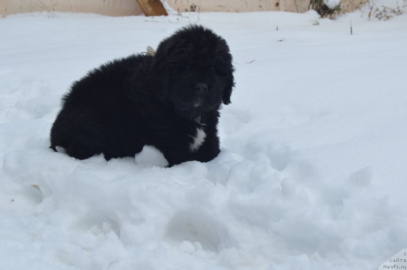 Фото: ньюфаундленд Черный Балу Лорд-Канцлер (Cherniy Balu Lord-Kantsler)