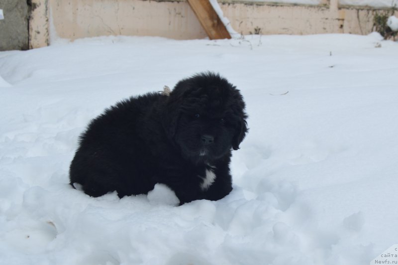 Фото: ньюфаундленд Черный Балу Лорд-Канцлер (Cherniy Balu Lord-Kantsler)