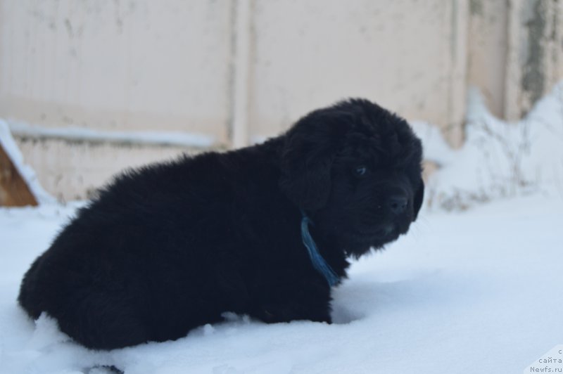 Фото: ньюфаундленд Черный Балу Лендлорд