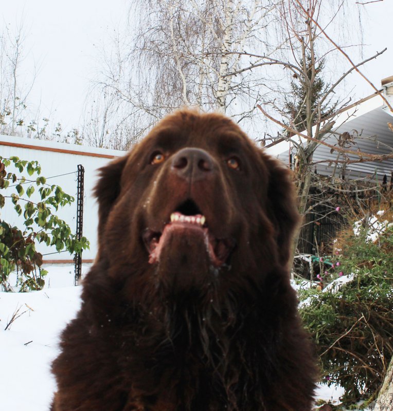 Фото: ньюфаундленд Чара Хани Лес (Chara Hani Les)