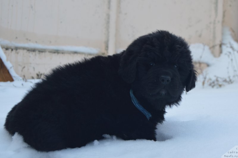 Фото: ньюфаундленд Черный Балу Лендлорд