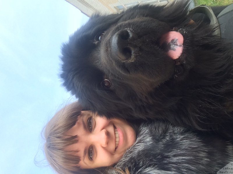 Фото: ньюфаундленд Нью-Пом-Шир Бонд Джеймс