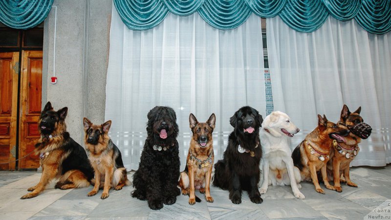 Фото: ньюфаундленд Русская Красавица Нюра