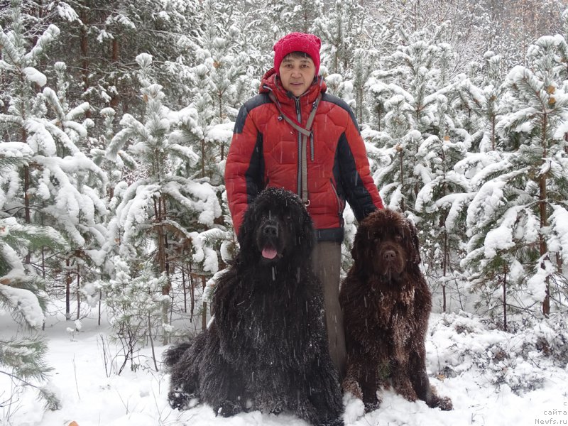 Фото: ньюфаундленд Ньюфорт Вивиан, ньюфаундленд Барышня, Галия Гизатуллина
