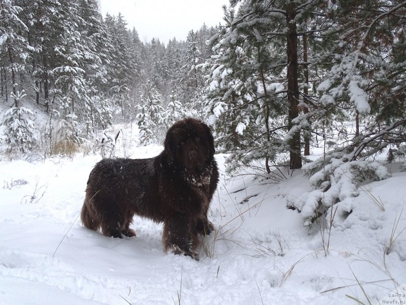 Фотография № 216345