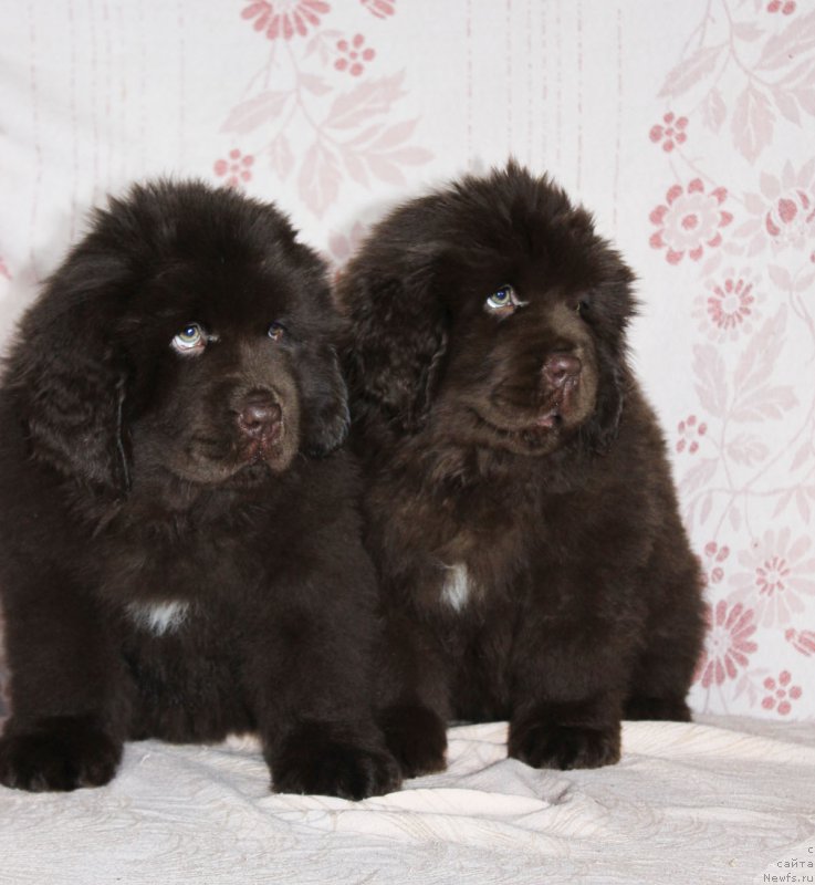 Фото: ньюфаундленд Браунблад МСК Армата Лойар Аид (Brownblood MSK Armata Loyar Aid), ньюфаундленд Браунблад МСК Аванти Дарлинг Кид (Brownblood MSK Avanti Darling Kid)