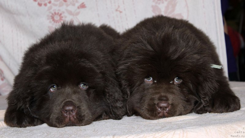 Фото: ньюфаундленд Браунблад МСК Армата Лойар Аид (Brownblood MSK Armata Loyar Aid), ньюфаундленд Браунблад МСК Аванти Дарлинг Кид (Brownblood MSK Avanti Darling Kid)