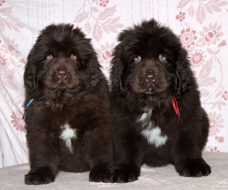 Фото: ньюфаундленд Браунблад МСК Альпина Гуардиан Соул (Brownblood MSK Alpina Guardian Soul), ньюфаундленд Браунблад МСК Ауди Рэд Лэсс (Brownblood MSK Audi Red Less)