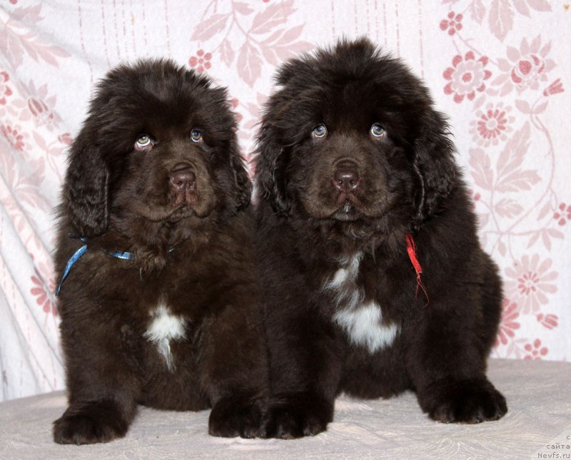 Фото: ньюфаундленд Браунблад МСК Альпина Гуардиан Соул (Brownblood MSK Alpina Guardian Soul), ньюфаундленд Браунблад МСК Ауди Рэд Лэсс (Brownblood MSK Audi Red Less)