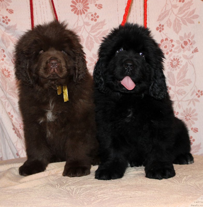 Фото: ньюфаундленд Браунблад МСК Альфа-Ромео Голд Бадди (Brownblood MSK Alfa-Romeo Gold Baddy), ньюфаундленд Браунблад МСК Амадей-Дефендер (Brownblood MSK Amadey-Defender)