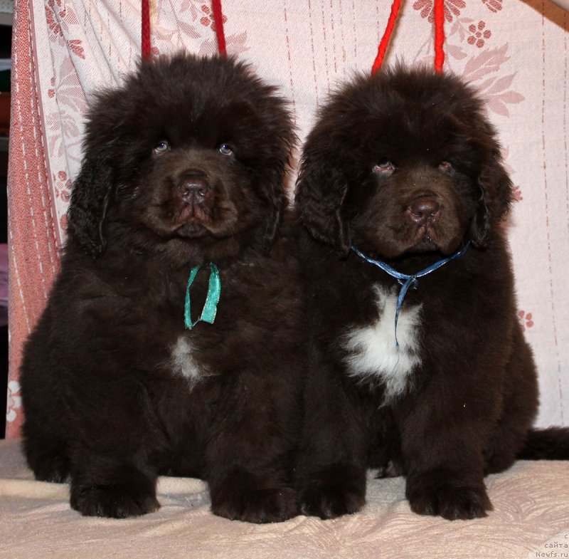 Фото: ньюфаундленд Браунблад МСК Аназер Лав Тендер Эбони (Brownblood MSK Another Love Tender Ebony), ньюфаундленд Браунблад МСК Абрамс-Стронг (Brownblood MSK Abrams-Strong)