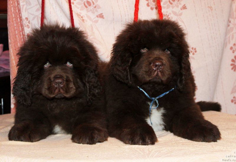 Фото: ньюфаундленд Браунблад МСК Аназер Лав Тендер Эбони (Brownblood MSK Another Love Tender Ebony), ньюфаундленд Браунблад МСК Абрамс-Стронг (Brownblood MSK Abrams-Strong)