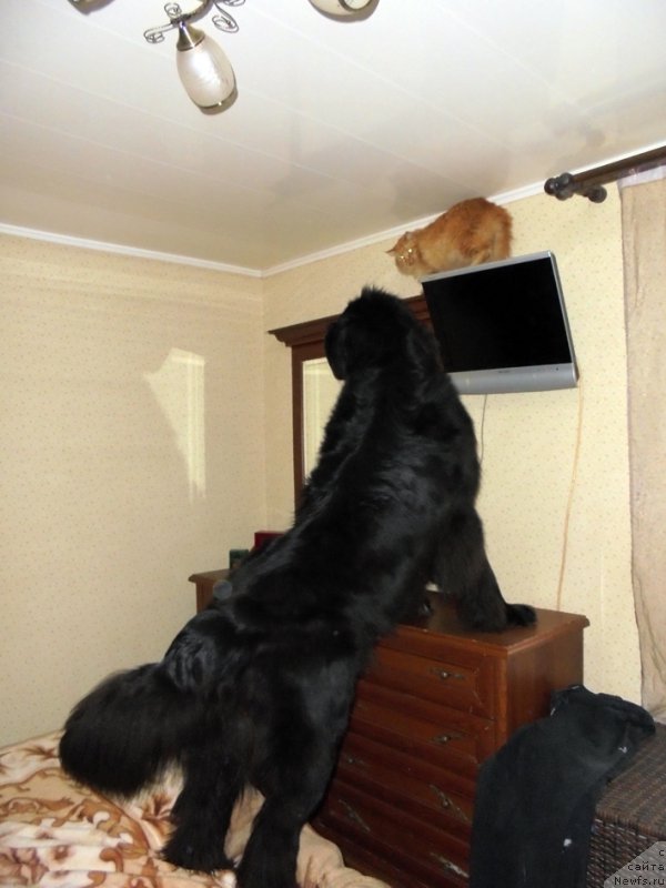 Фотография № 216357