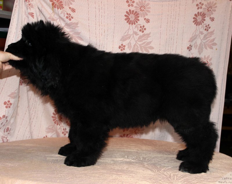 Фото: ньюфаундленд Браунблад МСК Амадей-Дефендер (Brownblood MSK Amadey-Defender)