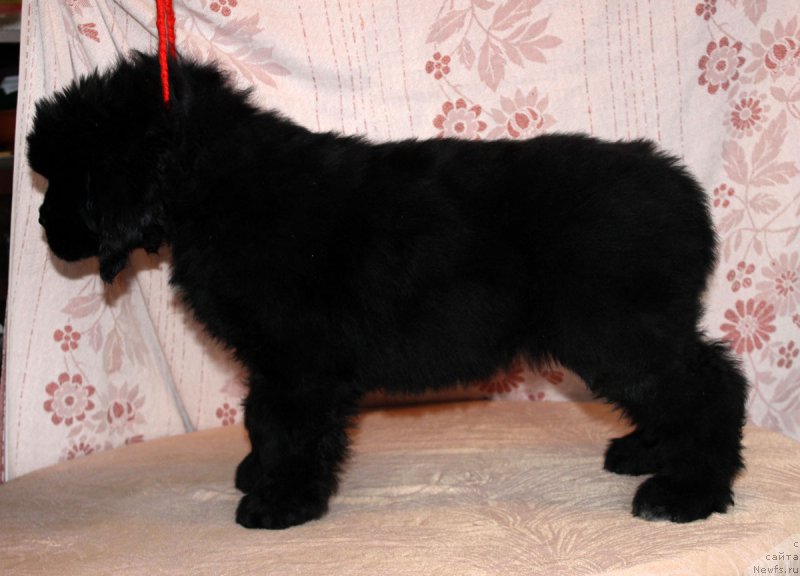 Фото: ньюфаундленд Браунблад МСК Амадей-Дефендер (Brownblood MSK Amadey-Defender)