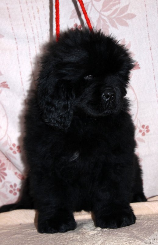 Фото: ньюфаундленд Браунблад МСК Амадей-Дефендер (Brownblood MSK Amadey-Defender)