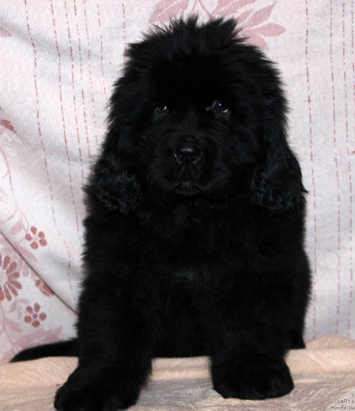 Фото: ньюфаундленд Браунблад МСК Амадей-Дефендер (Brownblood MSK Amadey-Defender)