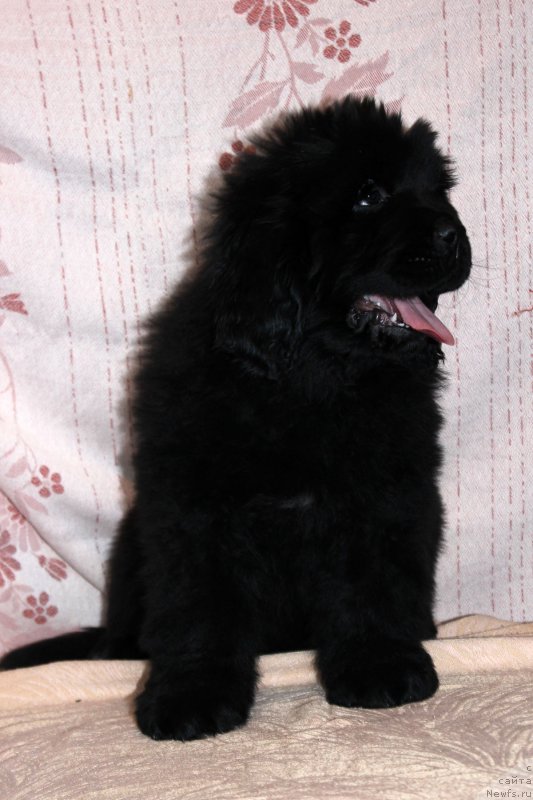 Фото: ньюфаундленд Браунблад МСК Амадей-Дефендер (Brownblood MSK Amadey-Defender)