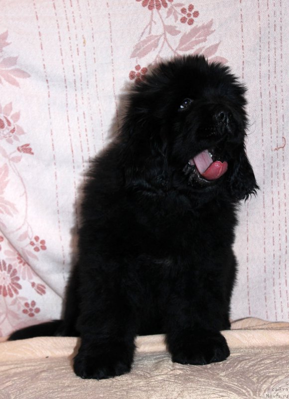 Фото: ньюфаундленд Браунблад МСК Амадей-Дефендер (Brownblood MSK Amadey-Defender)