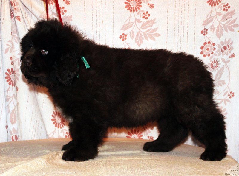 Фото: ньюфаундленд Браунблад МСК Аназер Лав Тендер Эбони (Brownblood MSK Another Love Tender Ebony)