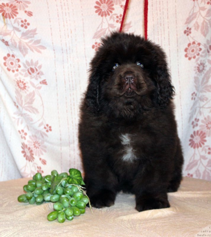 Фото: ньюфаундленд Браунблад МСК Аназер Лав Тендер Эбони (Brownblood MSK Another Love Tender Ebony)