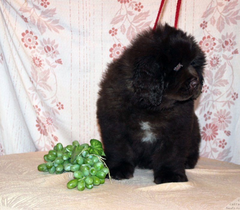 Фото: ньюфаундленд Браунблад МСК Аназер Лав Тендер Эбони (Brownblood MSK Another Love Tender Ebony)