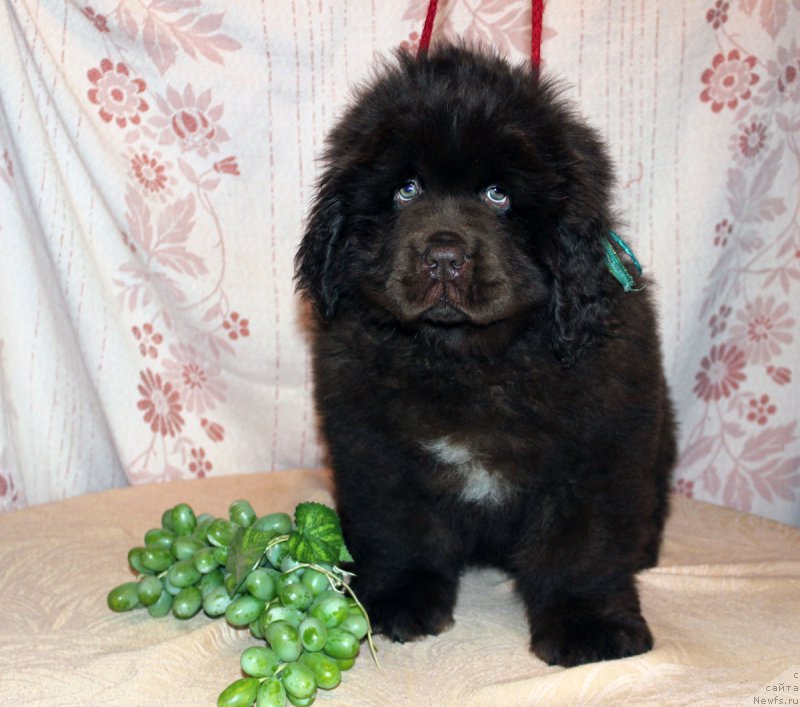 Фото: ньюфаундленд Браунблад МСК Аназер Лав Тендер Эбони (Brownblood MSK Another Love Tender Ebony)