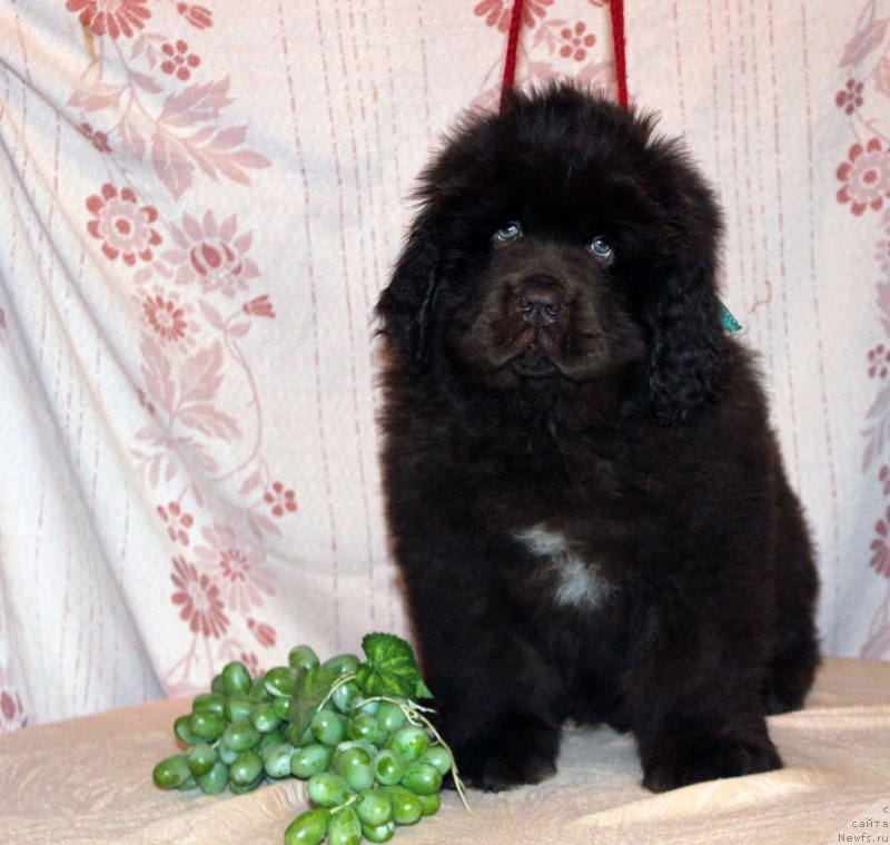 Фото: ньюфаундленд Браунблад МСК Аназер Лав Тендер Эбони (Brownblood MSK Another Love Tender Ebony)