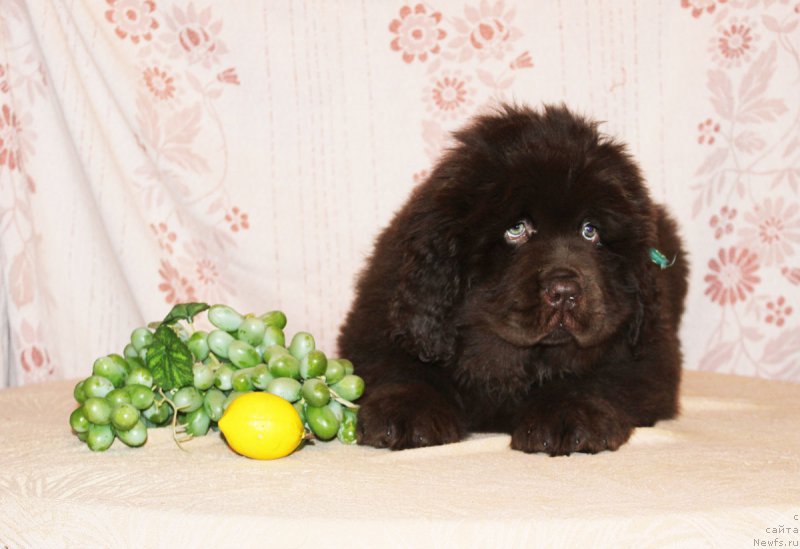 Фото: ньюфаундленд Браунблад МСК Аназер Лав Тендер Эбони (Brownblood MSK Another Love Tender Ebony)