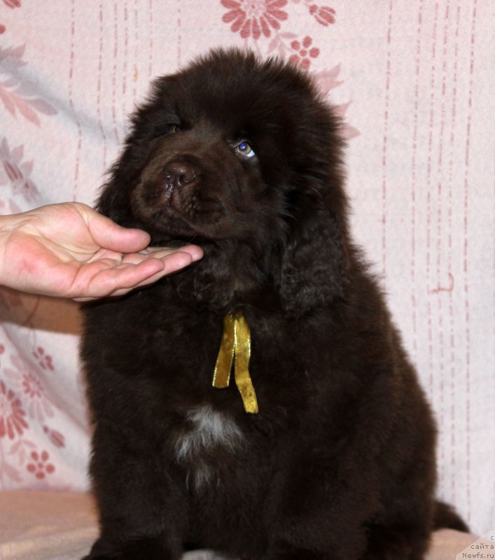 Фото: ньюфаундленд Браунблад МСК Альфа-Ромео Голд Бадди (Brownblood MSK Alfa-Romeo Gold Baddy)