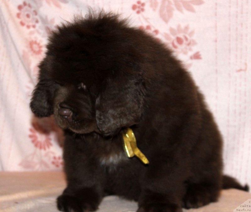 Фото: ньюфаундленд Браунблад МСК Альфа-Ромео Голд Бадди (Brownblood MSK Alfa-Romeo Gold Baddy)