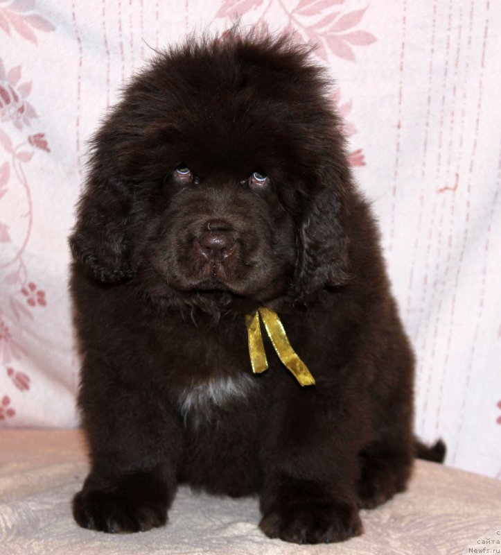 Фото: ньюфаундленд Браунблад МСК Альфа-Ромео Голд Бадди (Brownblood MSK Alfa-Romeo Gold Baddy)