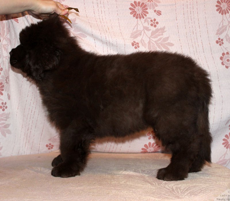 Фото: ньюфаундленд Браунблад МСК Альфа-Ромео Голд Бадди (Brownblood MSK Alfa-Romeo Gold Baddy)