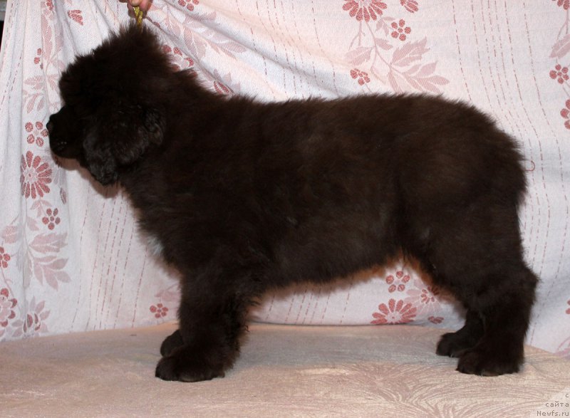 Фото: ньюфаундленд Браунблад МСК Альфа-Ромео Голд Бадди (Brownblood MSK Alfa-Romeo Gold Baddy)