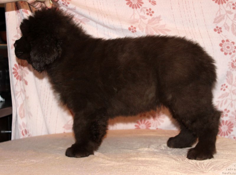 Фото: ньюфаундленд Браунблад МСК Альфа-Ромео Голд Бадди (Brownblood MSK Alfa-Romeo Gold Baddy)