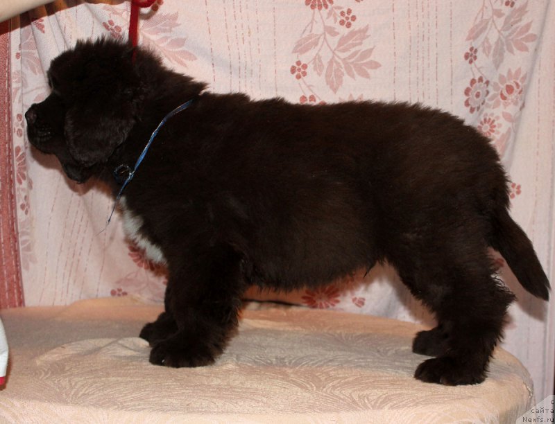 Фото: ньюфаундленд Браунблад МСК Абрамс-Стронг (Brownblood MSK Abrams-Strong)