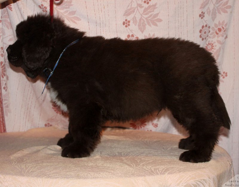 Фото: ньюфаундленд Браунблад МСК Абрамс-Стронг (Brownblood MSK Abrams-Strong)