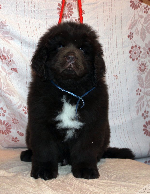 Фото: ньюфаундленд Браунблад МСК Абрамс-Стронг (Brownblood MSK Abrams-Strong)