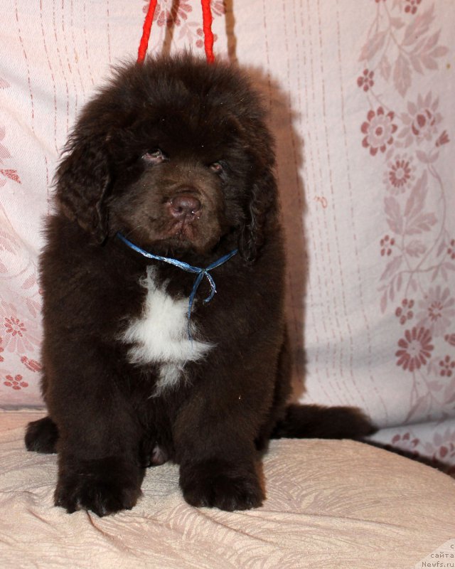 Фото: ньюфаундленд Браунблад МСК Абрамс-Стронг (Brownblood MSK Abrams-Strong)