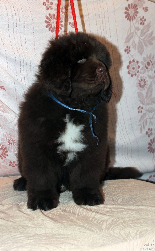 Фото: ньюфаундленд Браунблад МСК Абрамс-Стронг (Brownblood MSK Abrams-Strong)